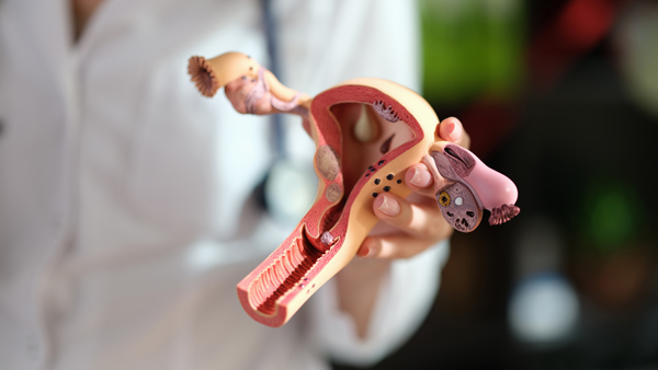 A person holding a detailed anatomical model of the female reproductive system, showcasing the uterus, ovaries, and fallopian tubes, in a clinical setting.